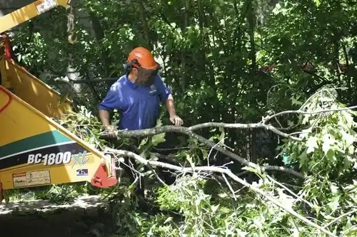 tree services Shenorock